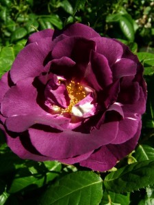 RHAPSODY IN BLUE (floribunda)